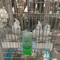 عروس هلندی|پرنده|صباشهر, |دیوار