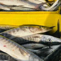 میگو پاک شده دریایی رسید|خوردنی و آشامیدنی|فسا, |دیوار