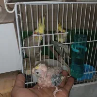 جفت عروس هلندی مولد با جوجه