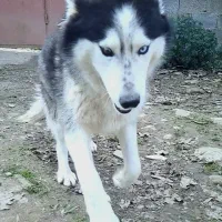 سگ هاسکی اصیل خالص چشم یخی مالاموت ماده|سگ|تهران, خرمشهر|دیوار