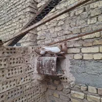 کفترسینه سرخ