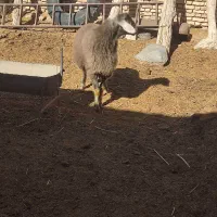 بره قوچ