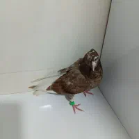 کفتر رنگی|پرنده|امیدیه, |دیوار