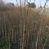 نهال زبون گنجشک