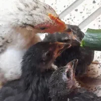 جوجه رسمی