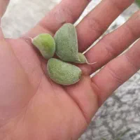 چاقاله