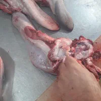 زبان گوساله و مغز تازه کشتار روز گوشت صورت و کله