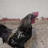 مرغ وخروس لاکندزی و ...|حیوانات مزرعه|شیراز, غدیر شمالی|دیوار