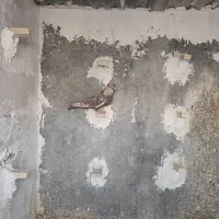 کبوتر|پرنده|شیراز, شهرک گلها|دیوار