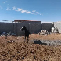 کره‌ درشور کره‌