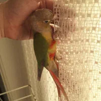 طوطی گرینچیک آناناسی|پرنده|بابل, |دیوار