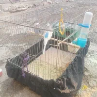 سلام یک. جفت مرغ قشق خوشکل 600