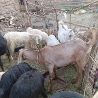 فروش همه گوسفندها یکجا|حیوانات مزرعه|ایرانشهر, |دیوار