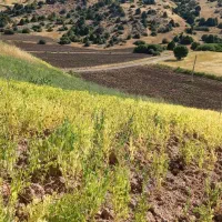 کاه عدس،مرجی سامانی