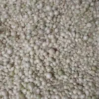 پیاز غده مینروا (راتا)