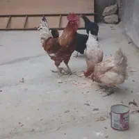 خروس ومرغ تخم گذاری جوان