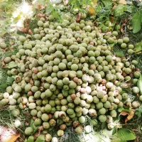 گردو چینی ماهر ی هستیم