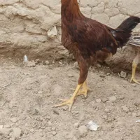 جوجه لاری گم شده|اشیا|زابل, |دیوار