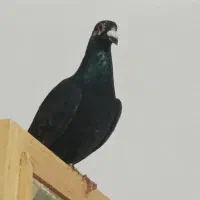 کبوتر کله جوزی نر