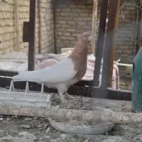 فردش کبوتر|پرنده|فلاورجان, |دیوار