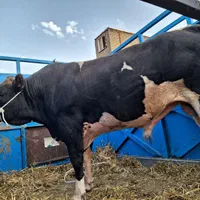 سلاخی.ذبح و قصاب سلاخ گوساله گوسفند|خدمات پذیرایی، مراسم|تهران, افسریه شمالی|دیوار