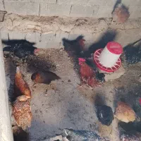 پرنده