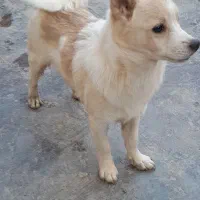 سگ پاکوتاه ۱۰ ماهه