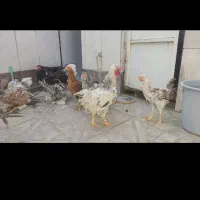 مرغ و خروس برهما|حیوانات مزرعه|مشهد, کوشک مهدی|دیوار
