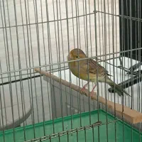 قناری ماده آماده