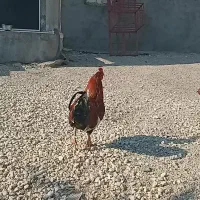 مرغ خروس