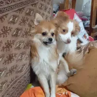 2عدد سگ پامراشپیتز