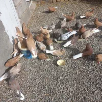 دم سفید|پرنده|تربتحیدریه, فردوسی جنوبی|دیوار