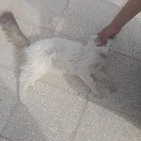 گربه فروشی