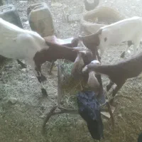 بز دوقلو زا