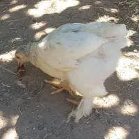 عروس هلندی و برهما