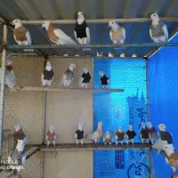طوقی کرمانشاهی|پرنده|بندر گناوه, |دیوار
