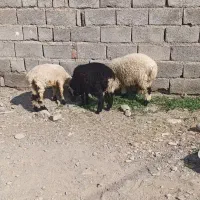 3 عدد بره 2 تا نر یه ماده زیر قیمت بازار