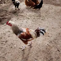 خروس|حیوانات مزرعه|ارشق, |دیوار