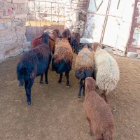 میش زاییده|حیوانات مزرعه|تربت جام, جامرود|دیوار