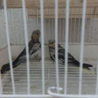 فروش جفت عروس بسیار آنتیک و کشیده|پرنده|رشت, اسماعیل آباد|دیوار