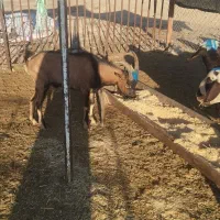 حیوانات مزرعه