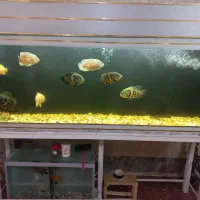 ماهی واکواریم