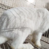 خرگوش|موش و خرگوش|نیشابور, مازول|دیوار