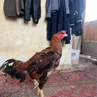 خروس لاری
