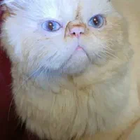 گربه پرشین نر برای جفت گیری|گربه|رشت, توشیبا|دیوار