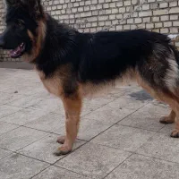 سگ َژرمن شولاین|سگ|اهواز, شهرک الهیه|دیوار