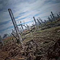 باغ انگور داربستی ۱۰۰۰ متر