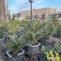 درختچه نخل فینیکس ۳ ساله ۴ ساله ۵ ساله