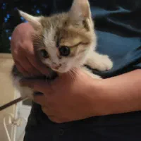 بچه گربه‌ پلنگی دستی