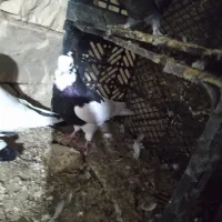 کبوتر|پرنده|جوانرود, |دیوار